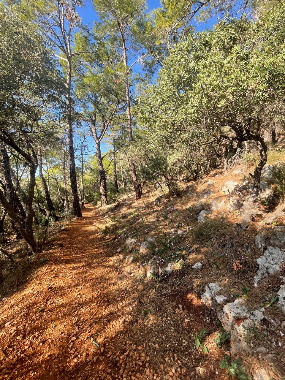 Горная Сванетия, зелёные склоны и башни