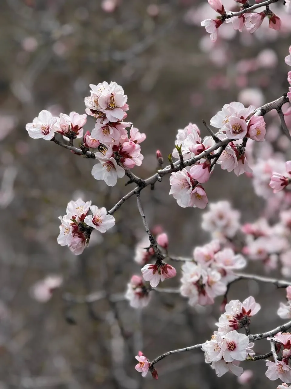Вайоц Дзор, тропа